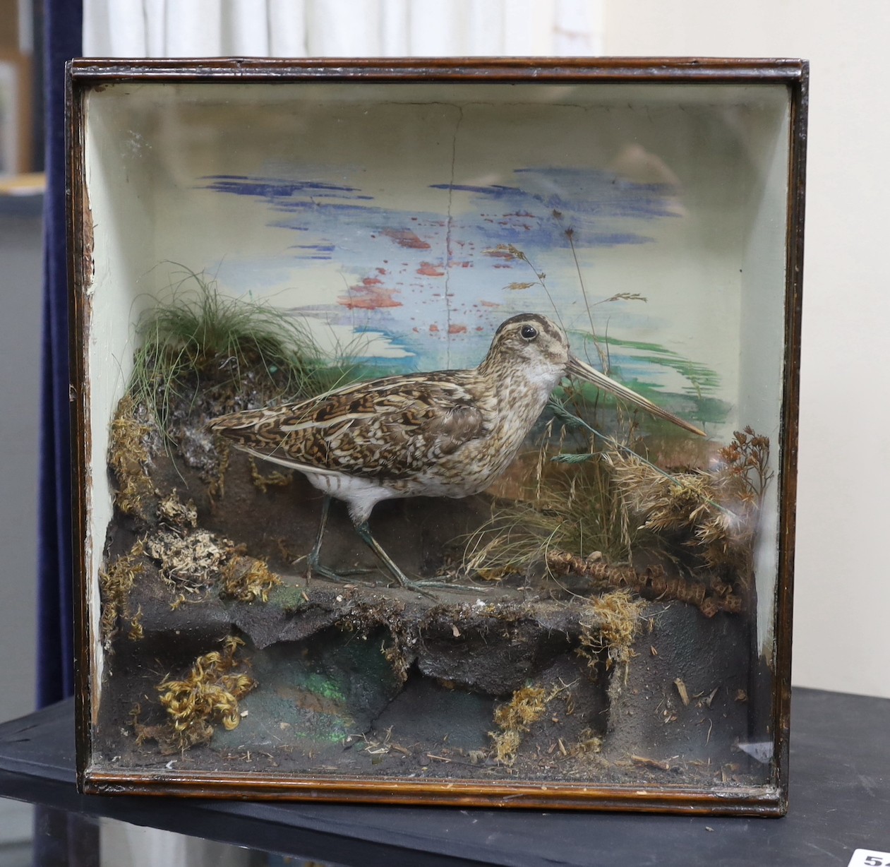 A cased taxidermy Woodcock, 29cms x 30cms